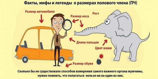 О размерах полового члена существует множество мифов, не следует им доверять.